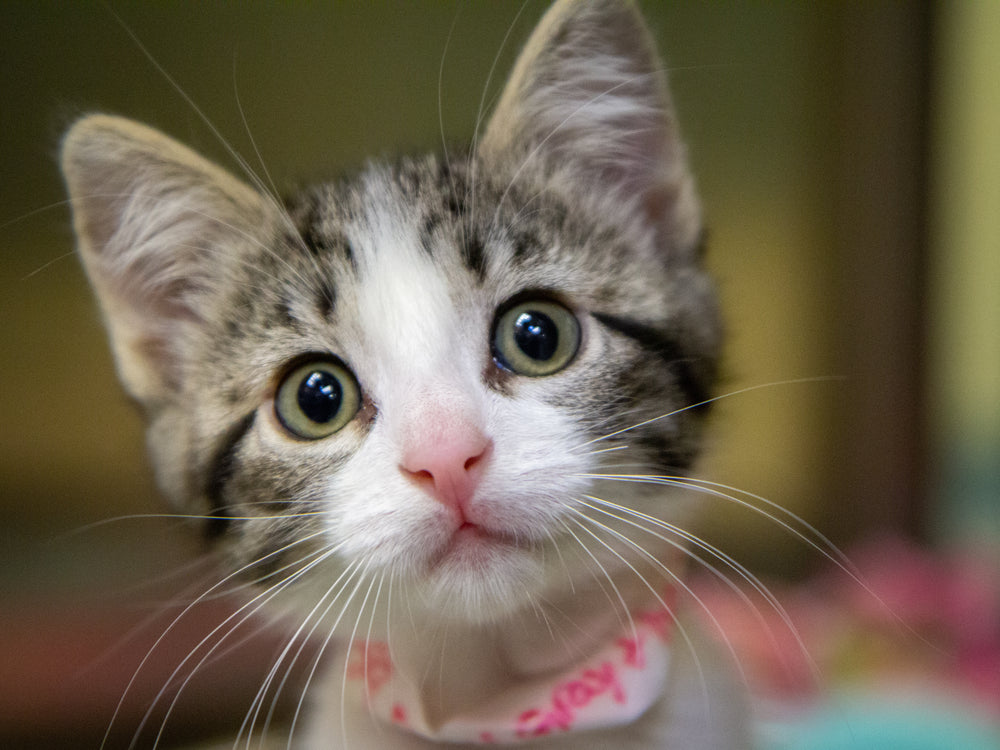 green-eyed kitten