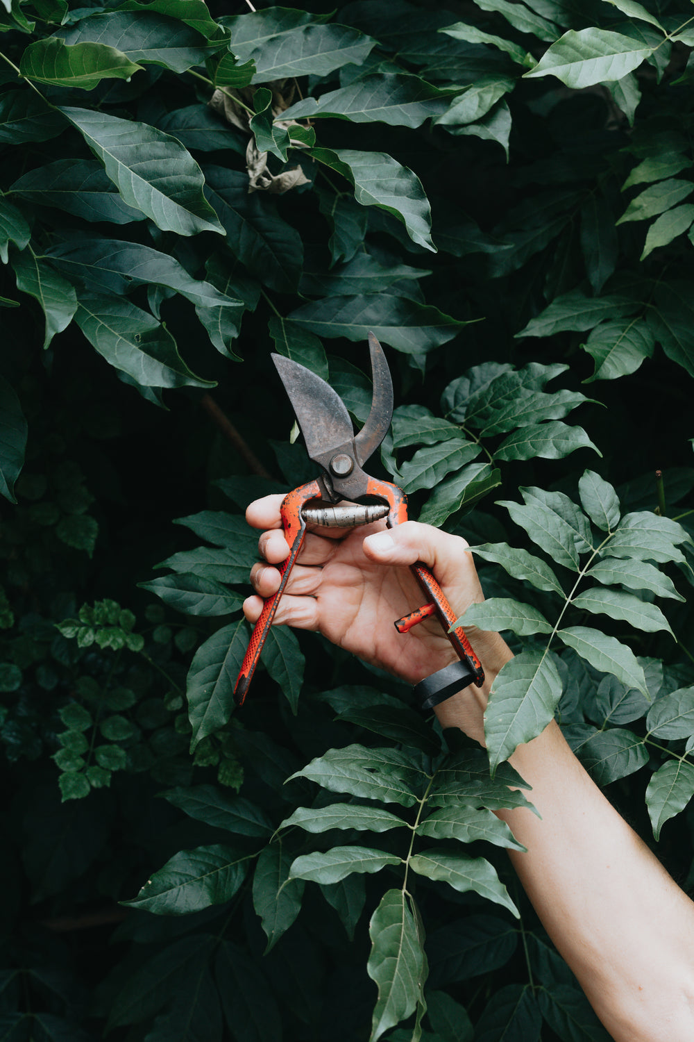 hand grips gardening tool in front of a green tree