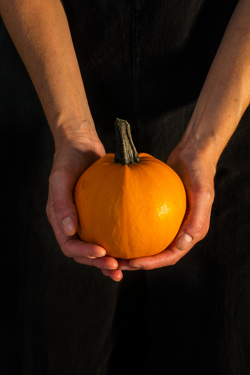 hands cup a small orange pumpkin