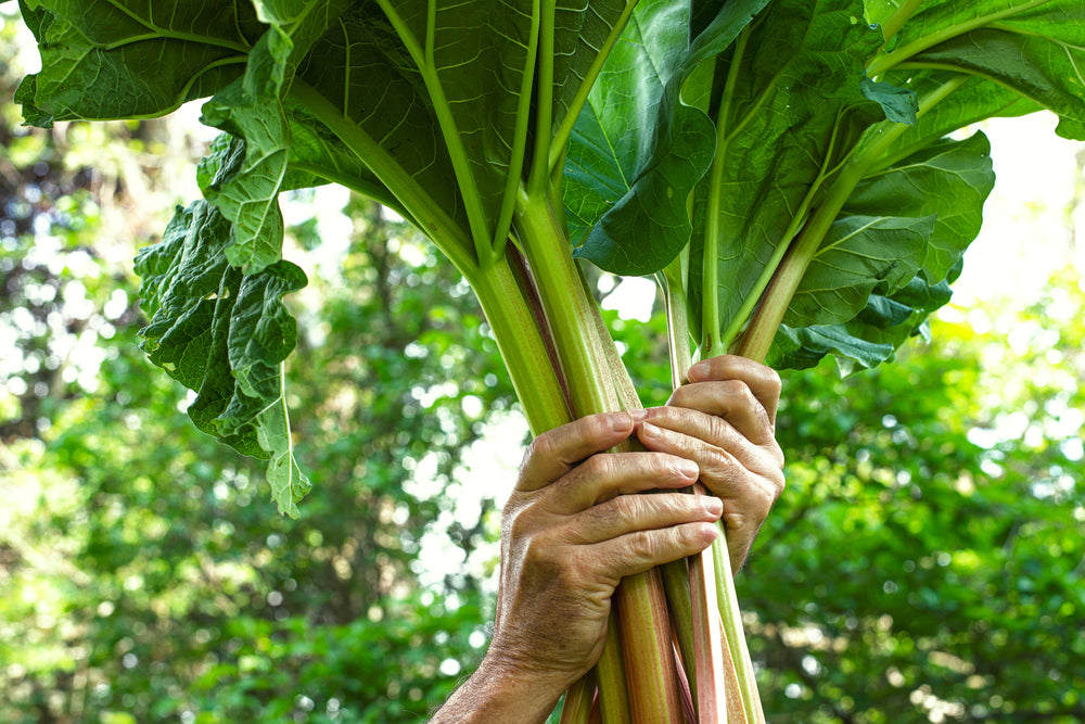 hands holding up fresh rhubarb