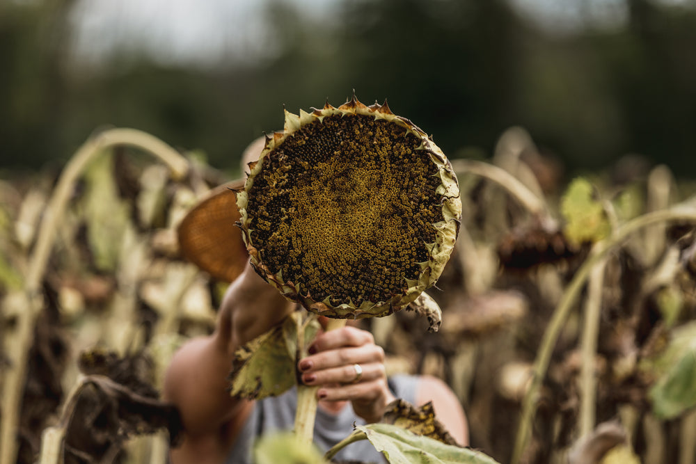 holding up a dry sunflower