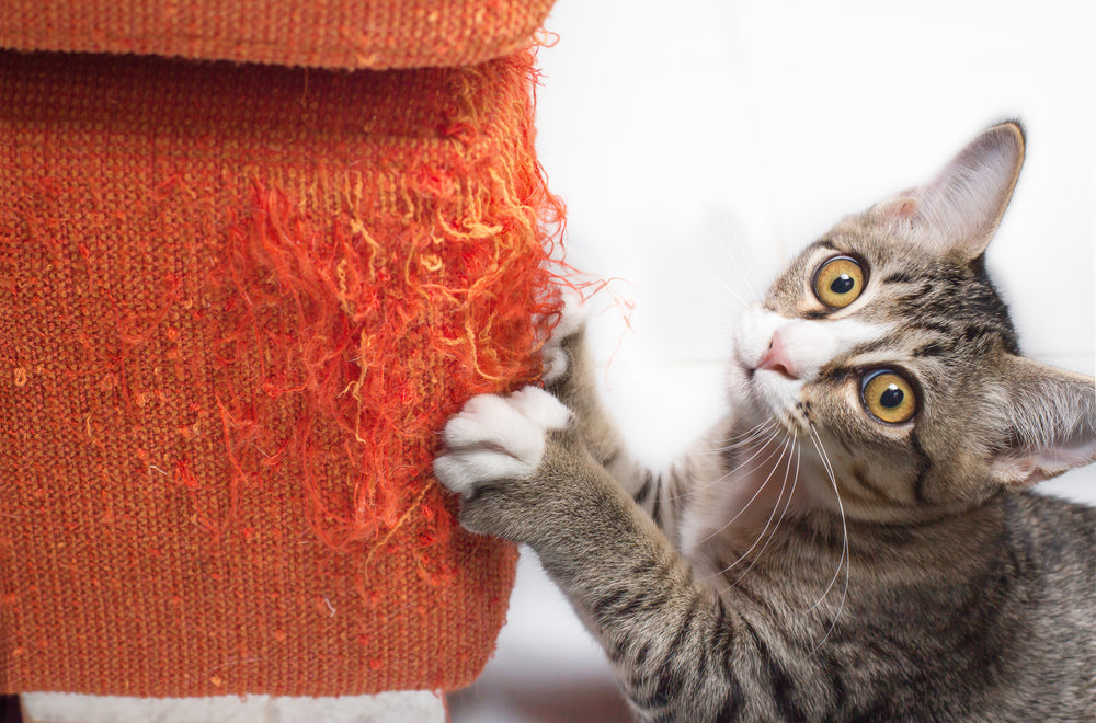 kitten scratches sofa looking innocent