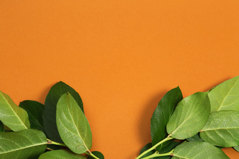 leaves on orange