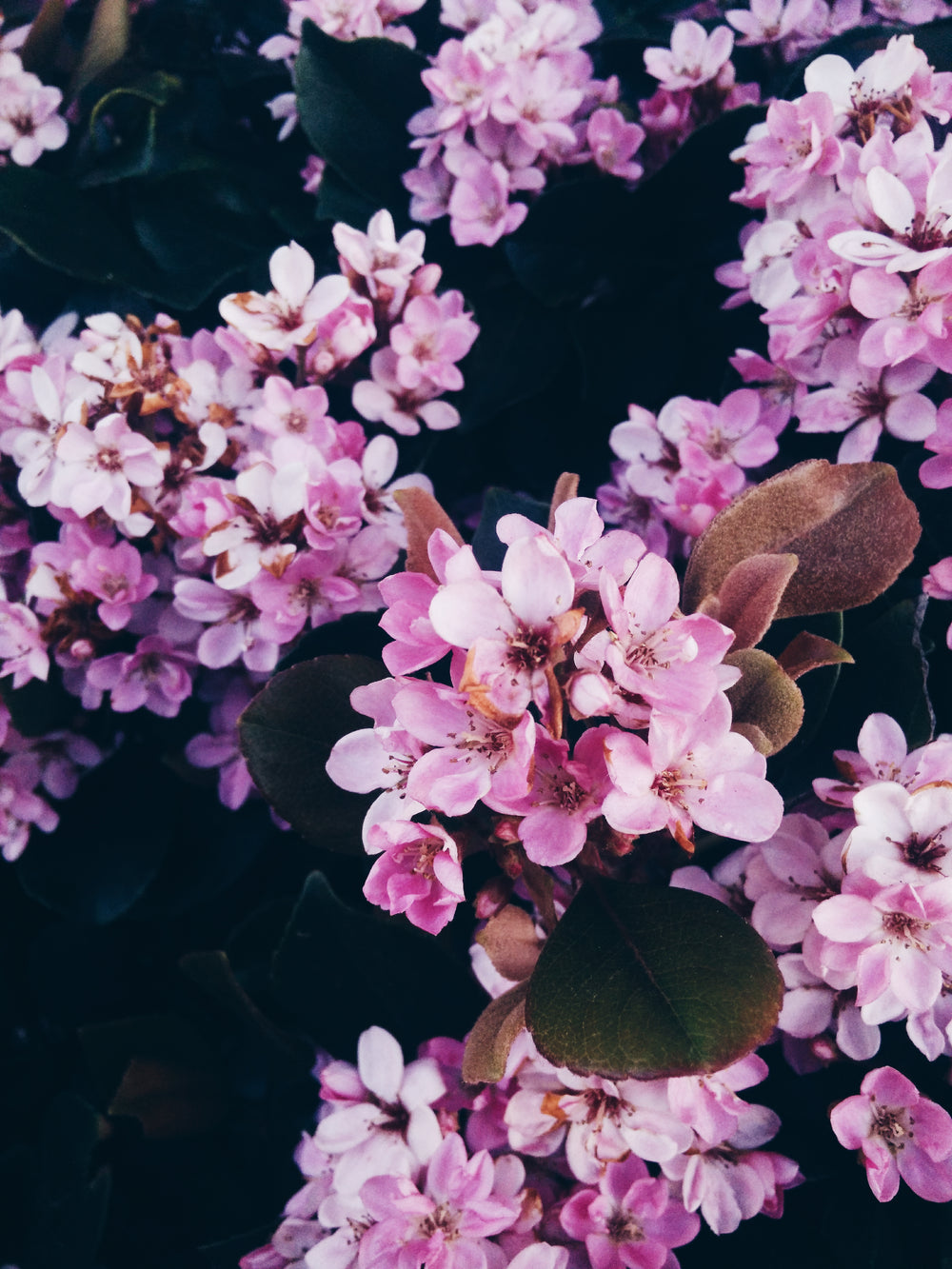 light pink and delicate flowers