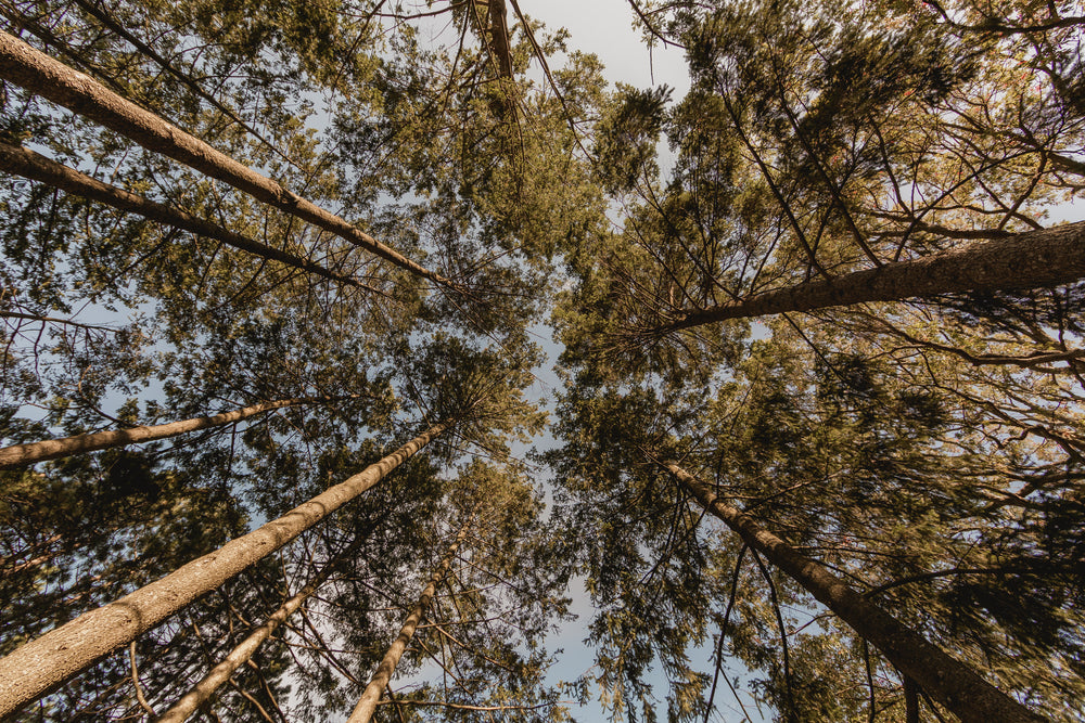 looking up at pine forest