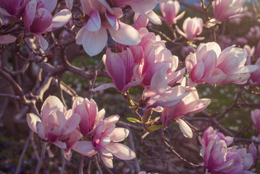 magnolia in bloom