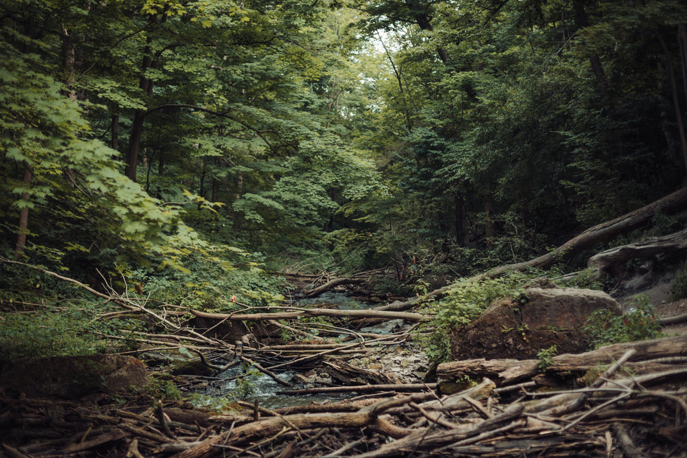 natural forest collapse