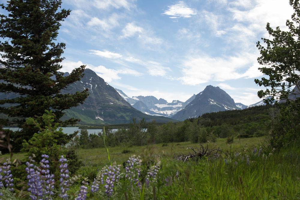 mountain landscape with flowers