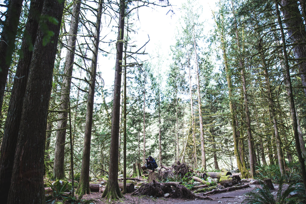 Wilderness of the hardwood forest: landscape and sunlight through plants and trees