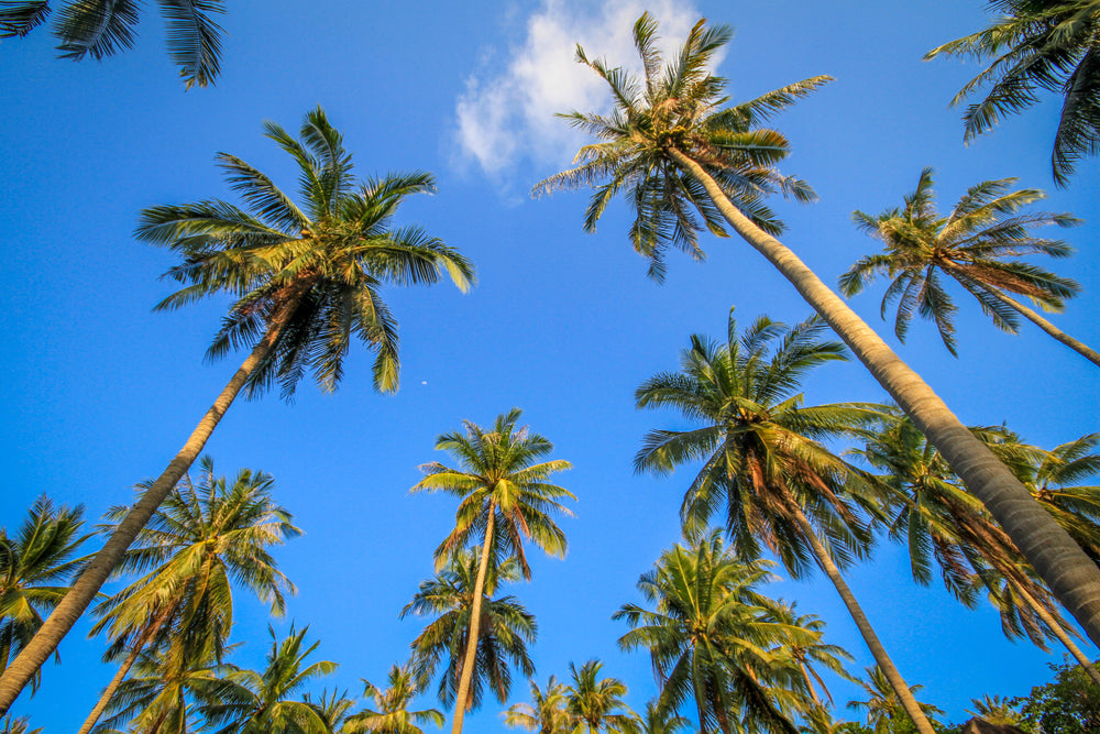 palm trees sky