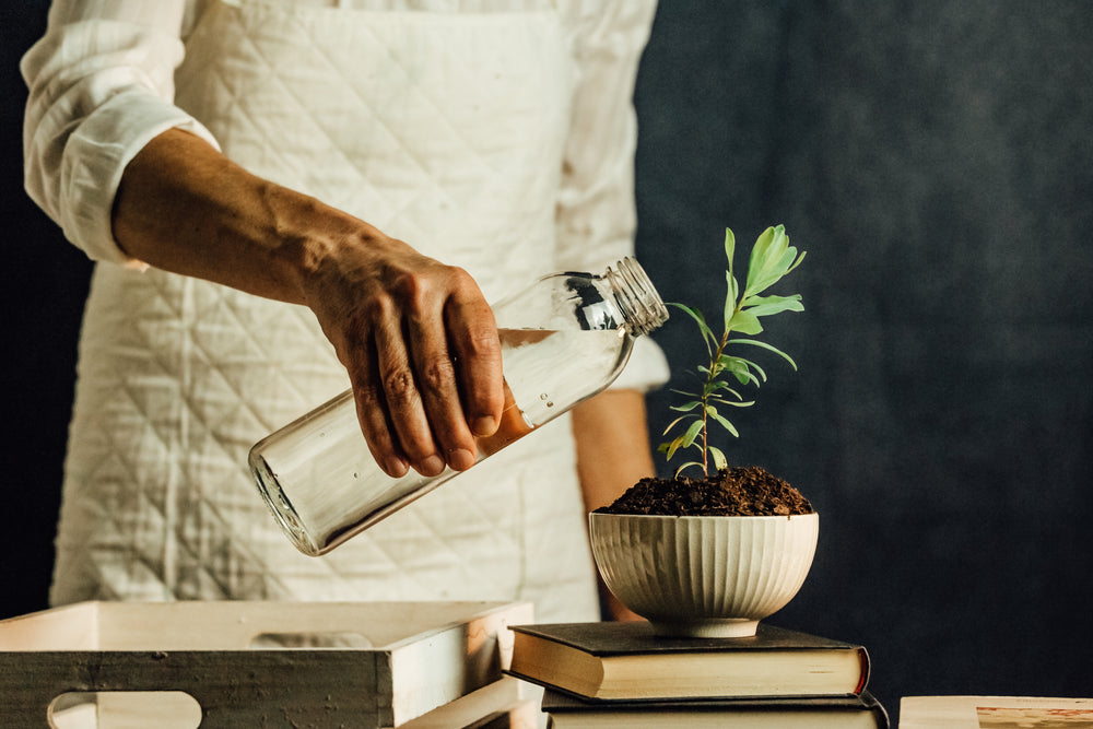 person pours water into a small potted plant