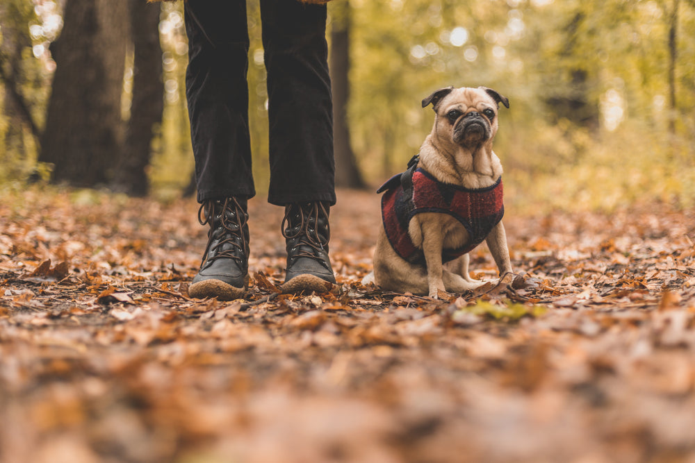 pet and owner on fall walk