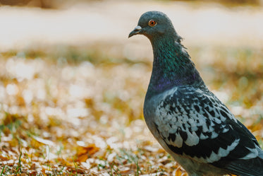 Pigeon