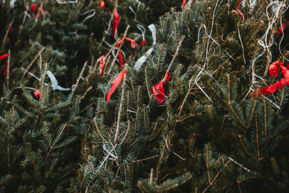 pine trees sorted and tagged