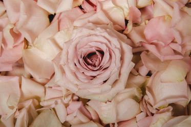 pink rose and petals