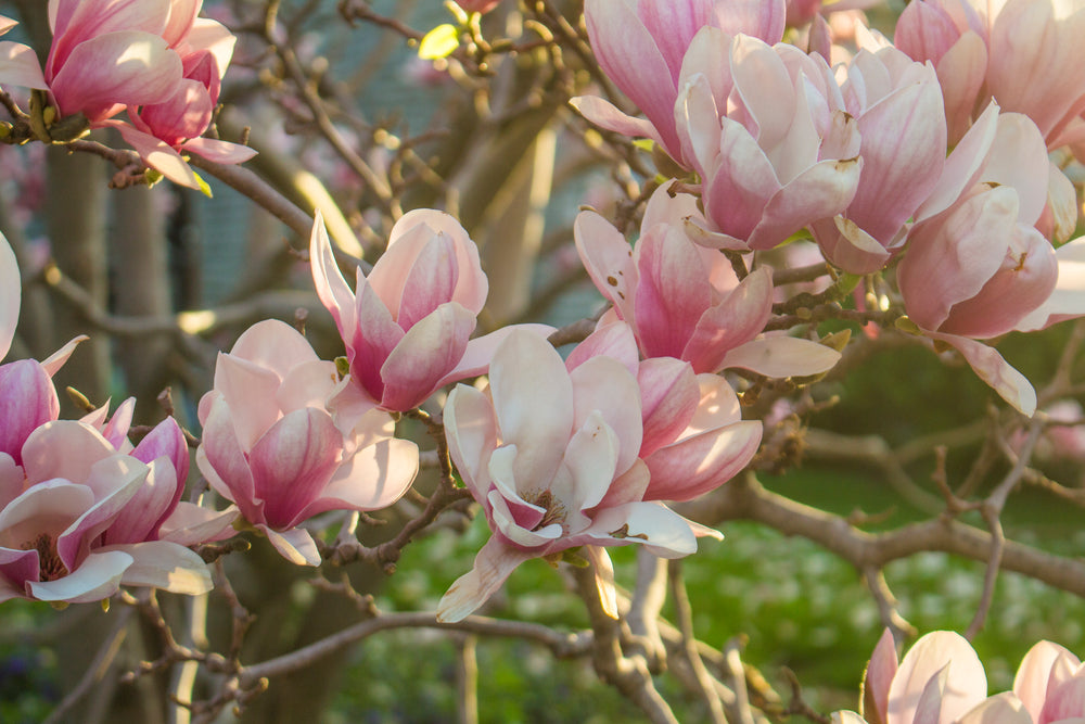 pink spring blossoms