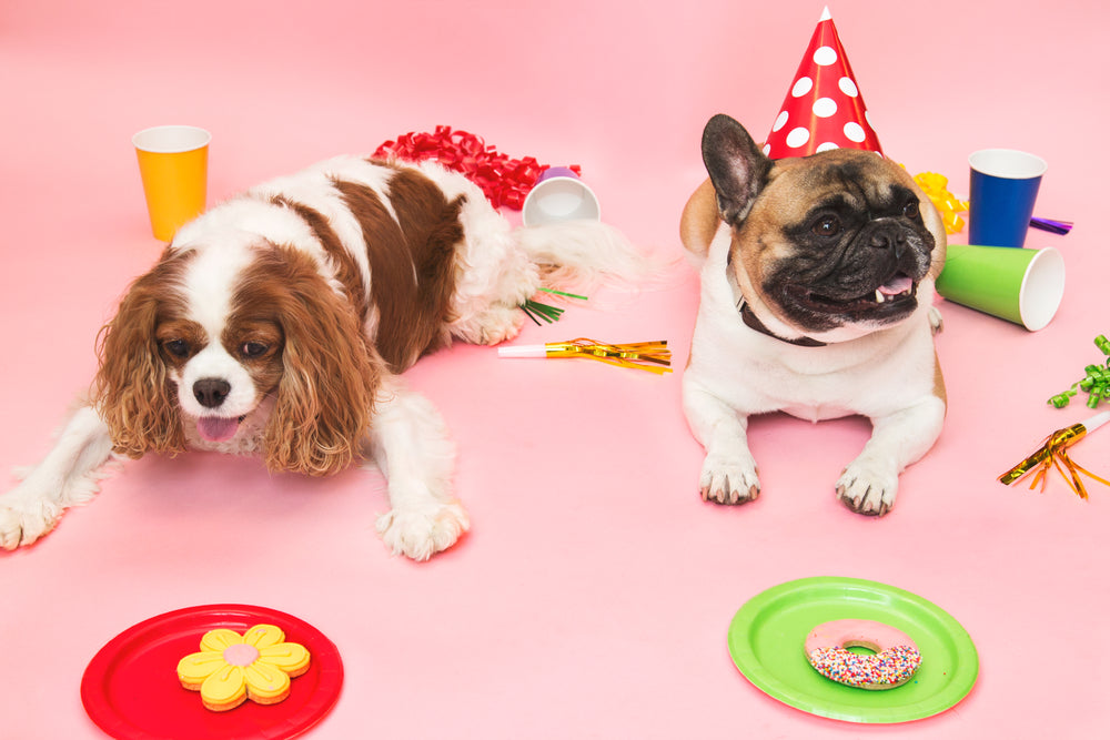 poochie party treats