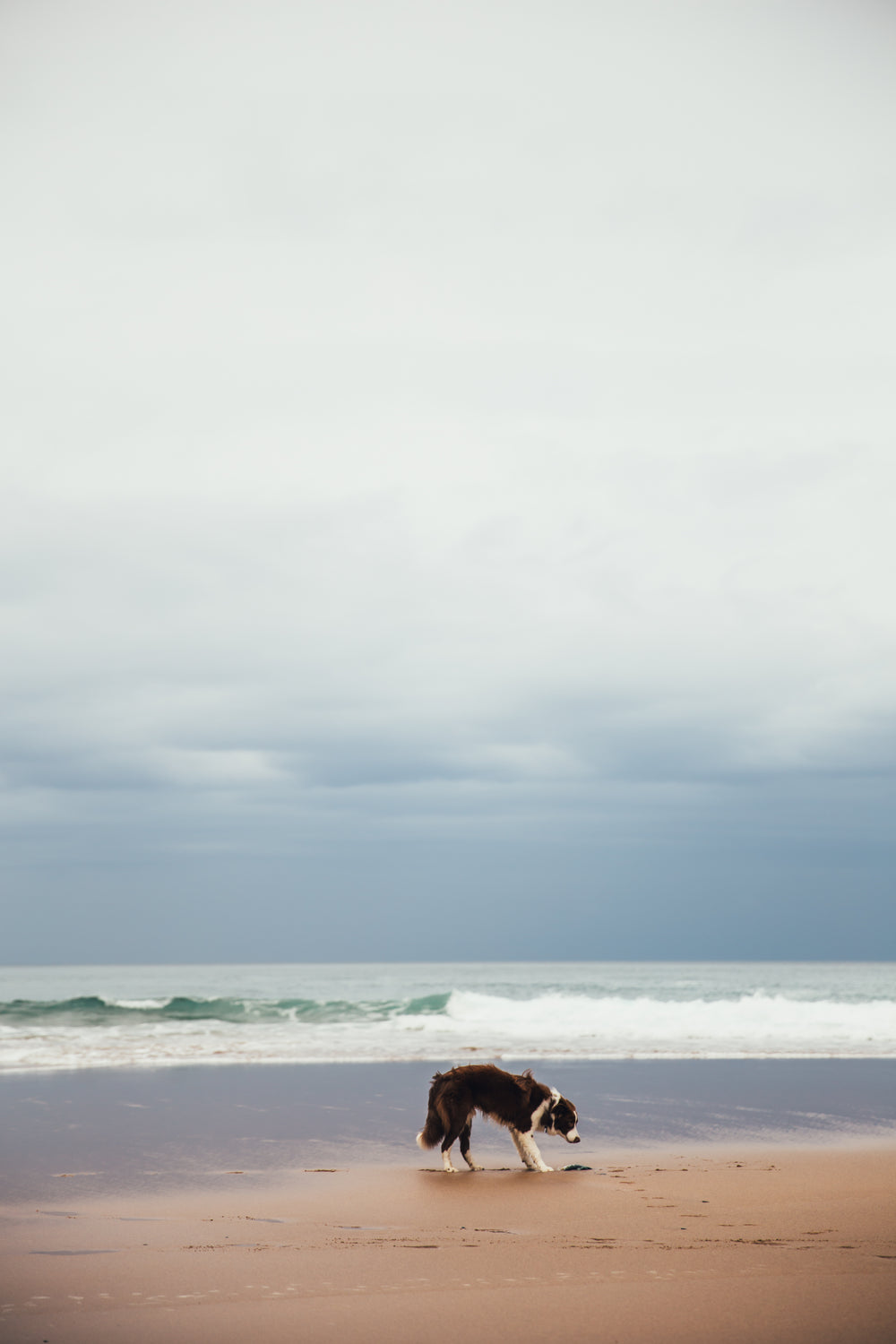 puppy at the beach