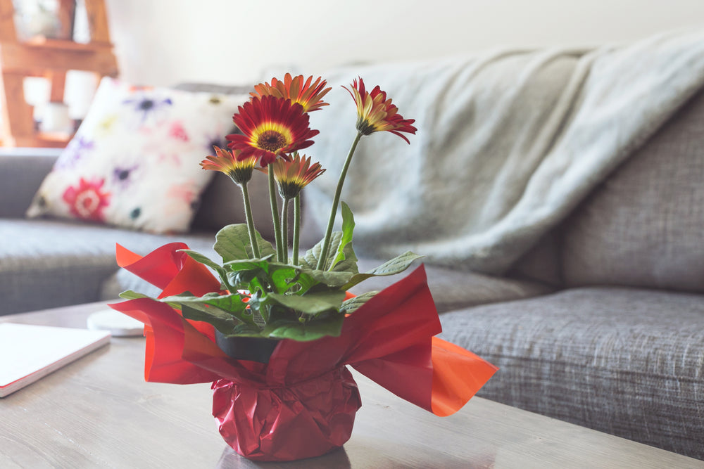 red and yellow daisies