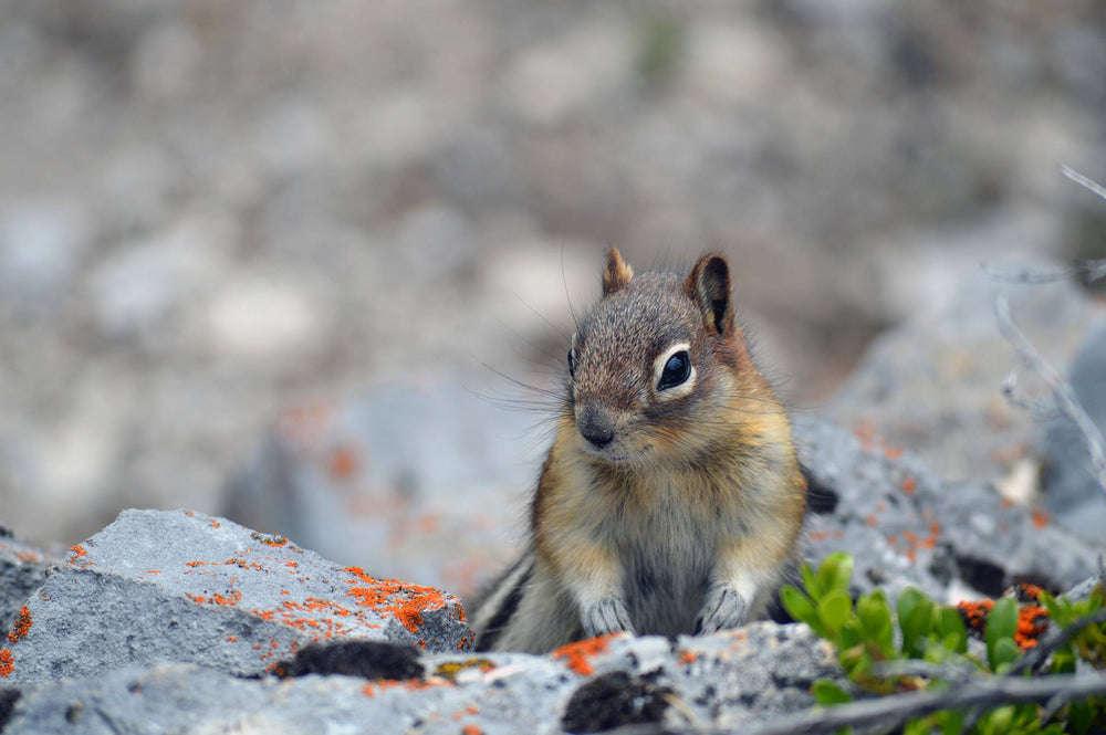 sitting squirrel