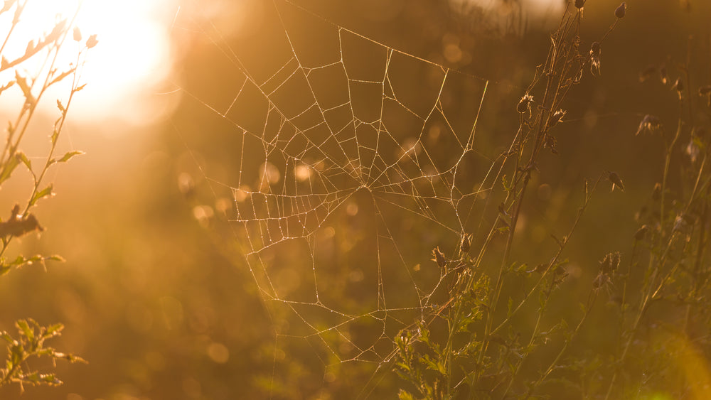 spider web