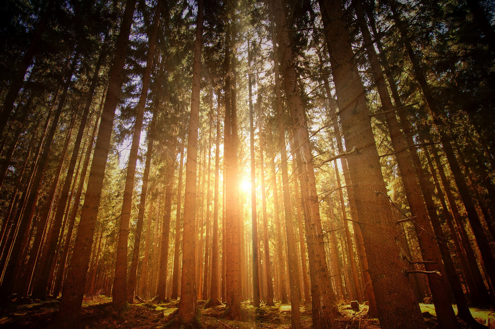 sunrise bursts through forest trees