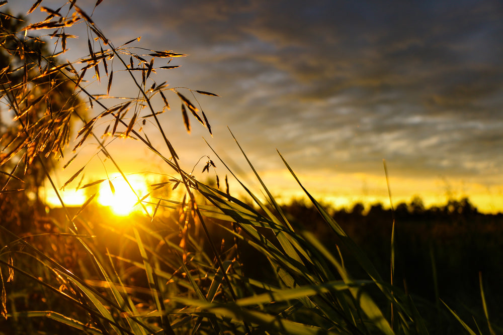 sunset in a wheat field