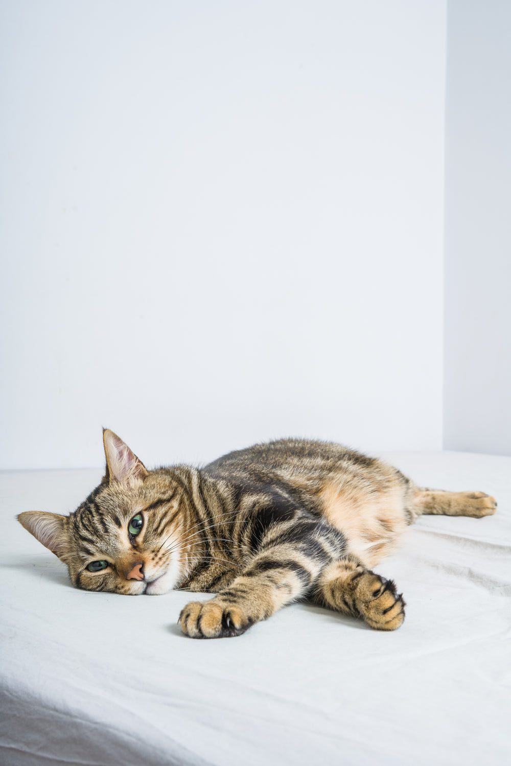 tabby cat lounging around