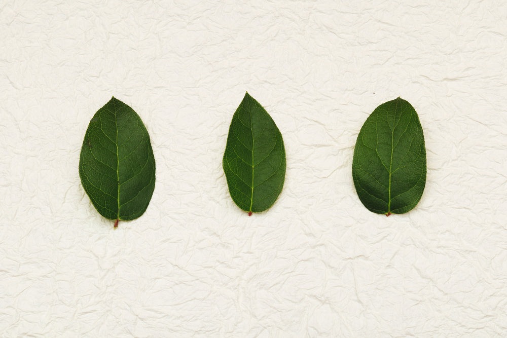 three green leaves