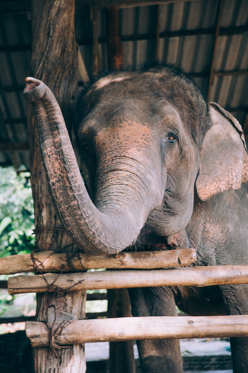 waving elephant trunk