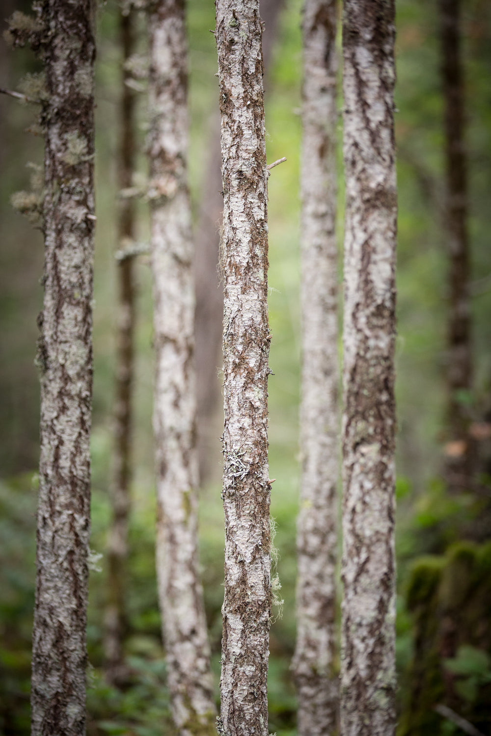 white bark trees