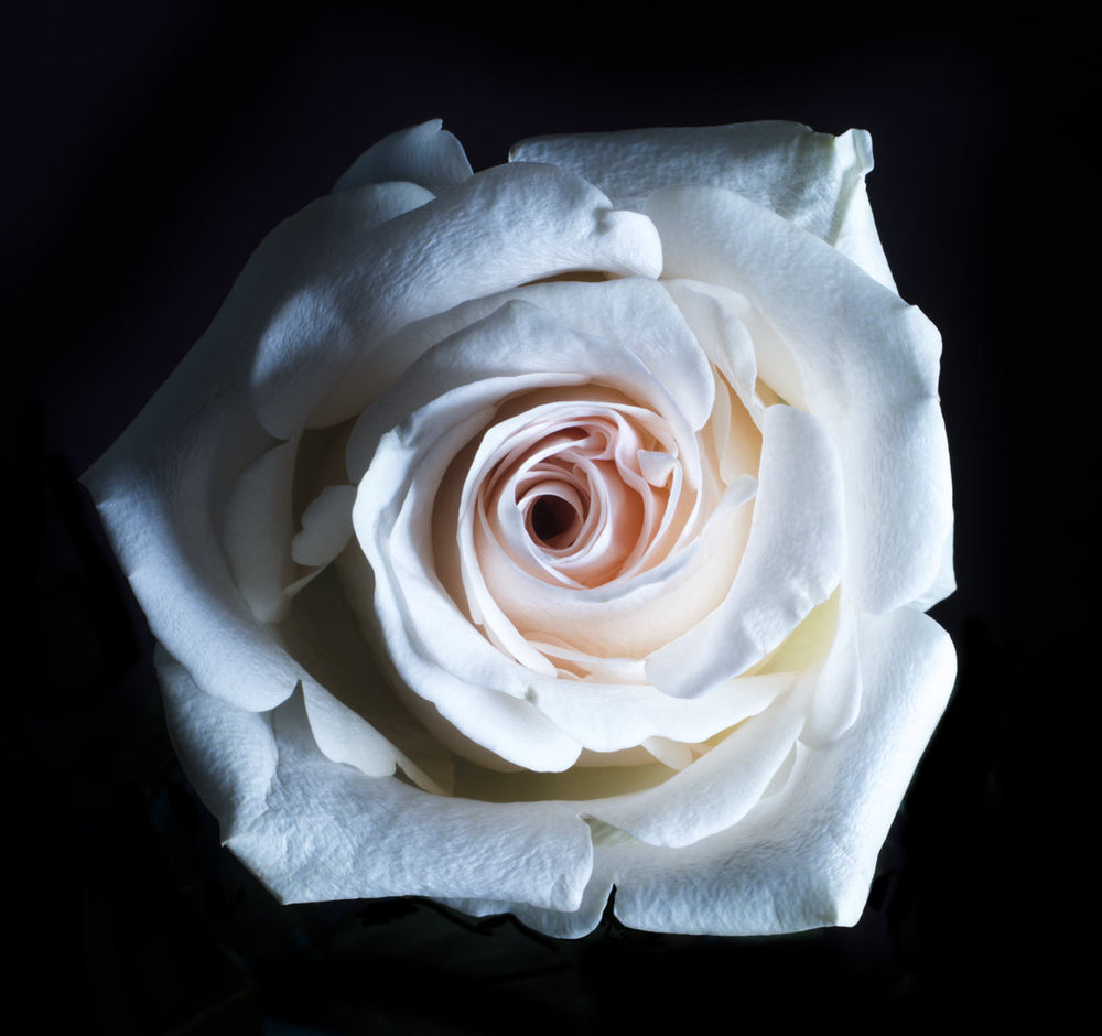 white rose close up