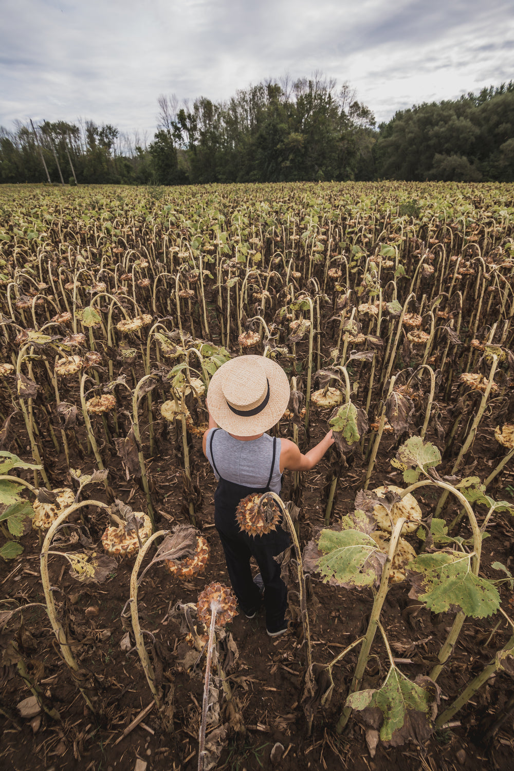 wide lens sunflower filed with person