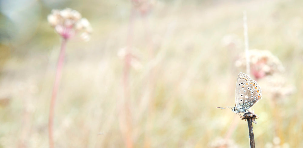 winged insect sits on a brown stick in a open field