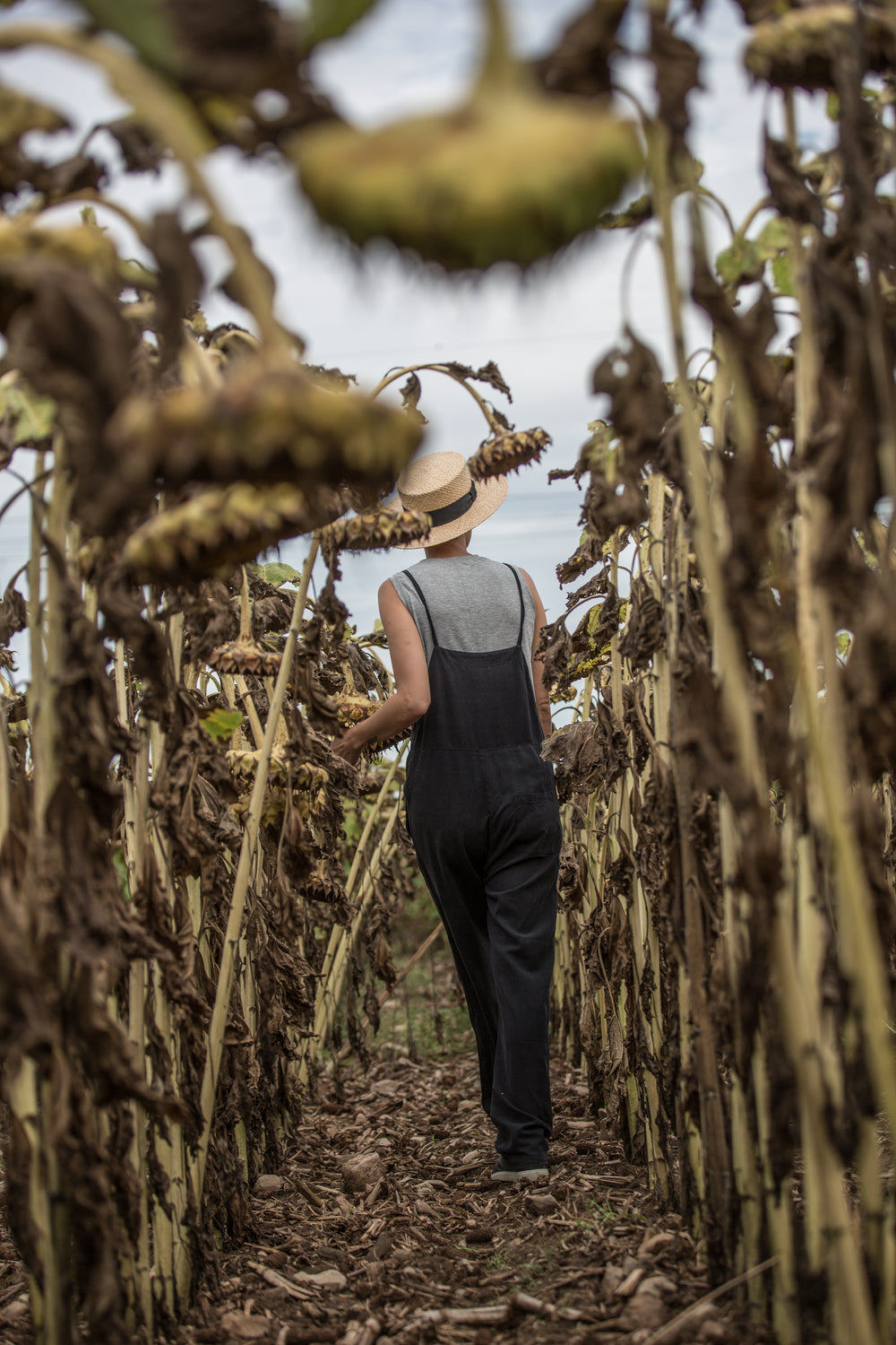 woman in between row of sunflower stems