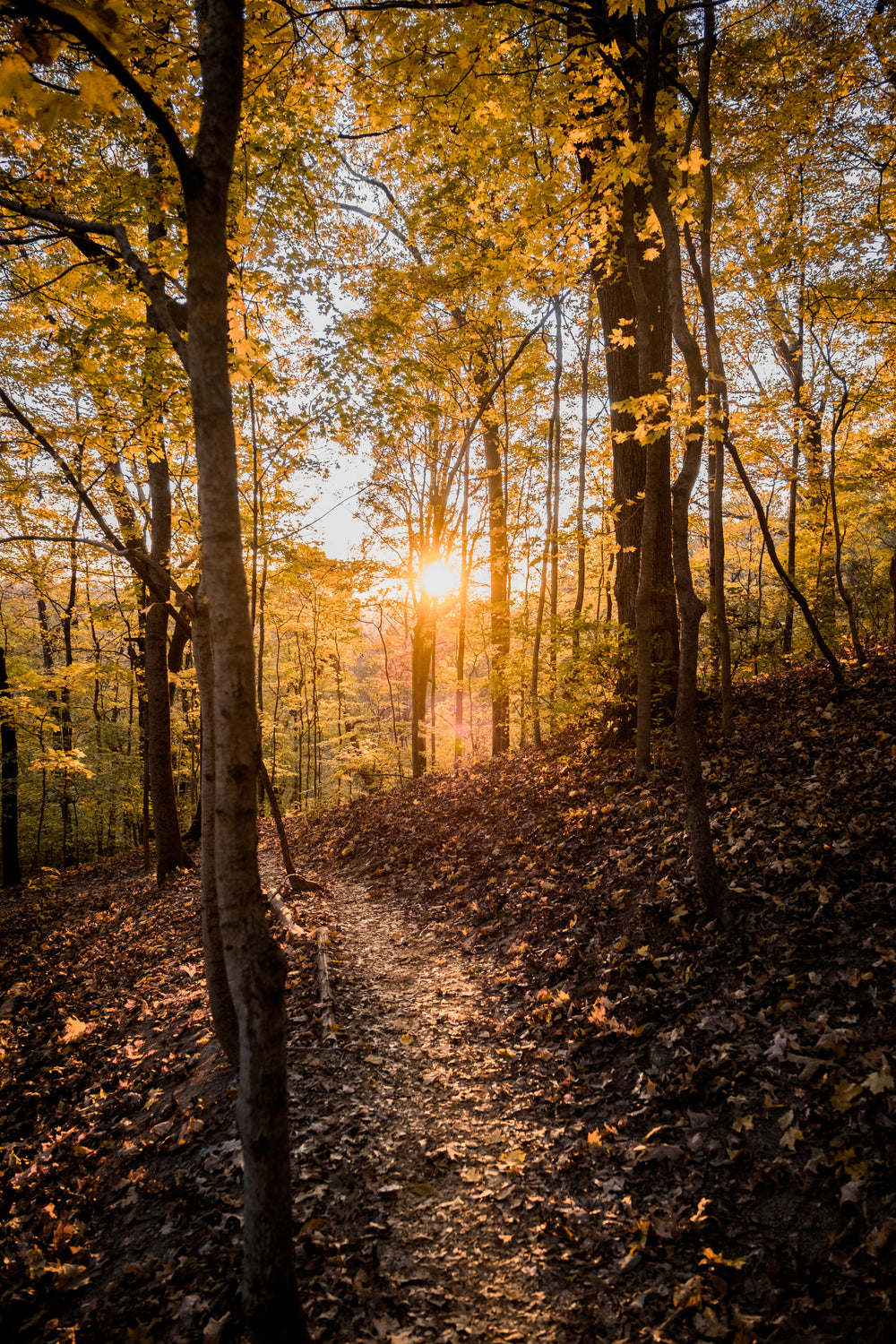 yellow trees of a fall forest at sunset