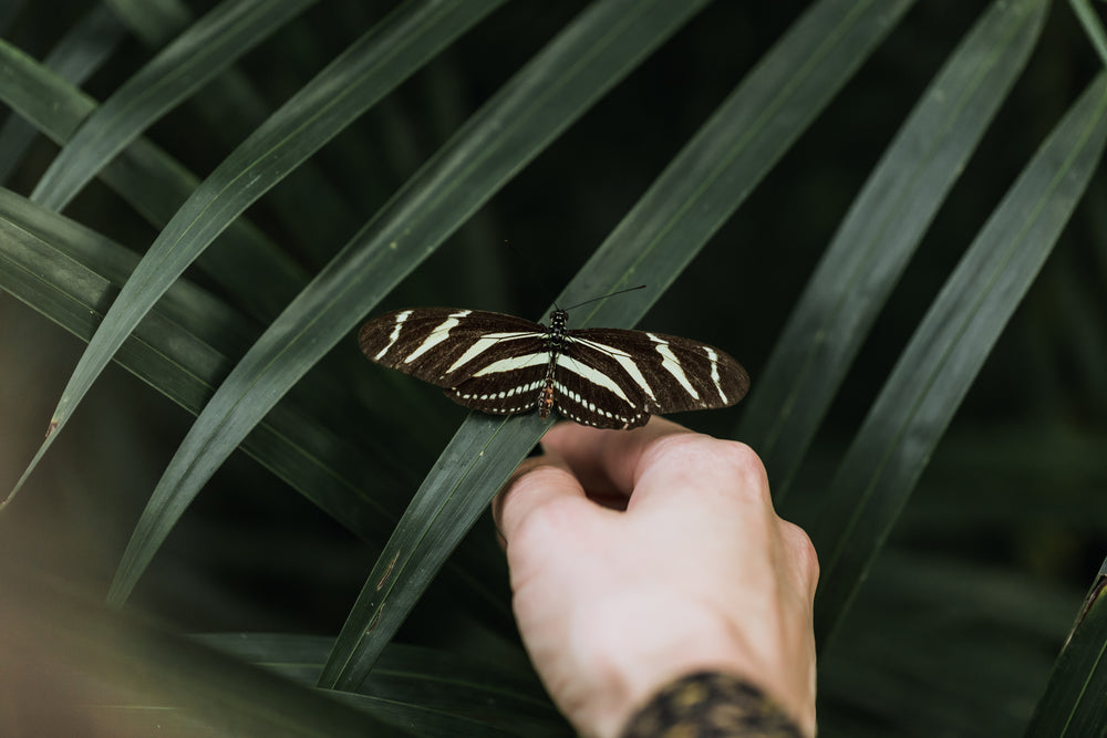 young woman reaches out to butterfly with hand